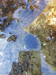Nerita melanotragus