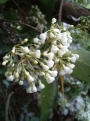 Parameria laevigata