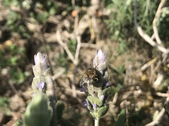 Eucera