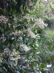 Parameria laevigata