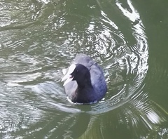 Fulica atra