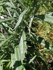 Senecio pterophorus