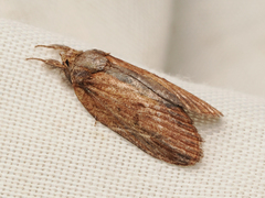 Lamprothripa scotia