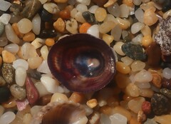 Siphonaria funiculata