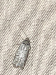 Hofmannophila pseudospretella