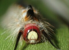 Nataxa flavescens