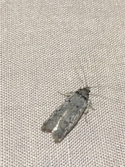 Hofmannophila pseudospretella