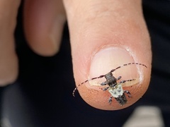 Pogonocherus hispidulus