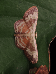 Idaea vacillata