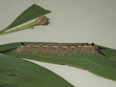 Nataxa flavescens
