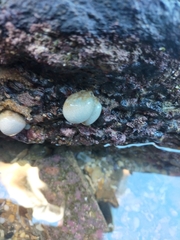 Eudistoma elongatum
