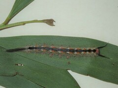 Nataxa flavescens
