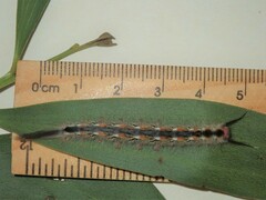 Nataxa flavescens