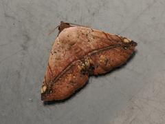 Eublemma abrupta