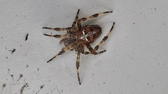 Araneus diadematus