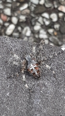 Araneus diadematus