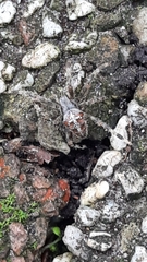 Araneus diadematus