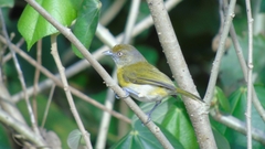 Hylophilus thoracicus