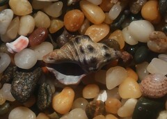 Phycothais reticulata