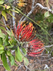 Leucospermum praecox