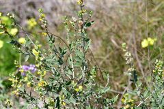 Anthyllis cytisoides
