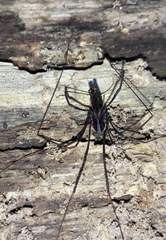 Forsteropsalis inconstans