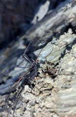 Forsteropsalis inconstans