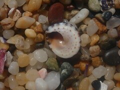 Bembicium nanum
