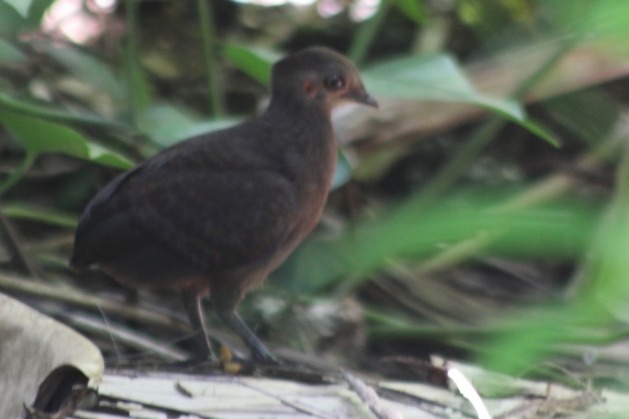 New Guinea Scrubfowl