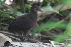 New Guinea Scrubfowl photo 1