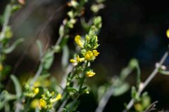 Anthyllis cytisoides