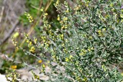 Anthyllis cytisoides