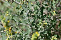 Anthyllis cytisoides