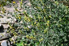 Anthyllis cytisoides