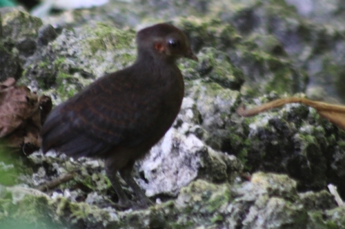 New Guinea Scrubfowl (Megapodius decollatus), photo 5