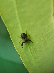 Harmochirus brachiatus