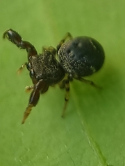 Harmochirus brachiatus