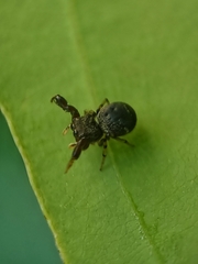 Harmochirus brachiatus
