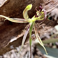 Caladenia barbarossa