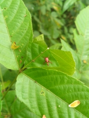 Attelabidae