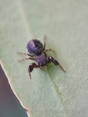 Harmochirus brachiatus