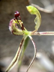 Caladenia barbarossa
