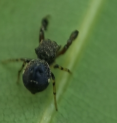 Harmochirus brachiatus