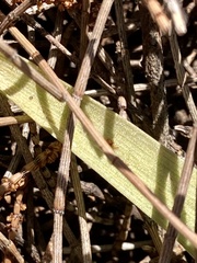 Caladenia barbarossa
