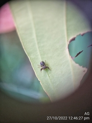 Harmochirus brachiatus