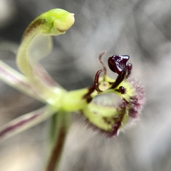 Caladenia barbarossa
