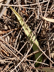 Caladenia barbarossa