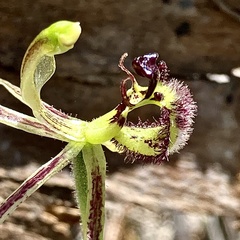 Caladenia barbarossa