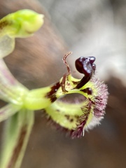 Caladenia barbarossa
