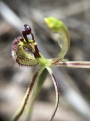 Caladenia barbarossa